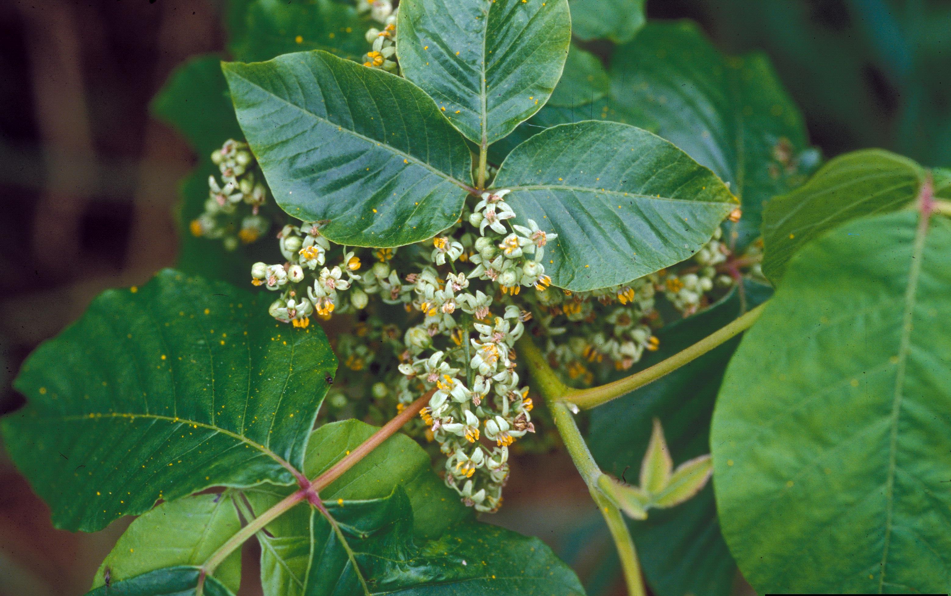 Common Myths About Poison Oak, Poison Ivy and Poison Sumac: WSSA